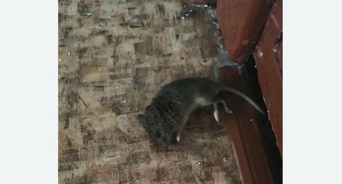 Дезинфекция от мышей в Ржеве