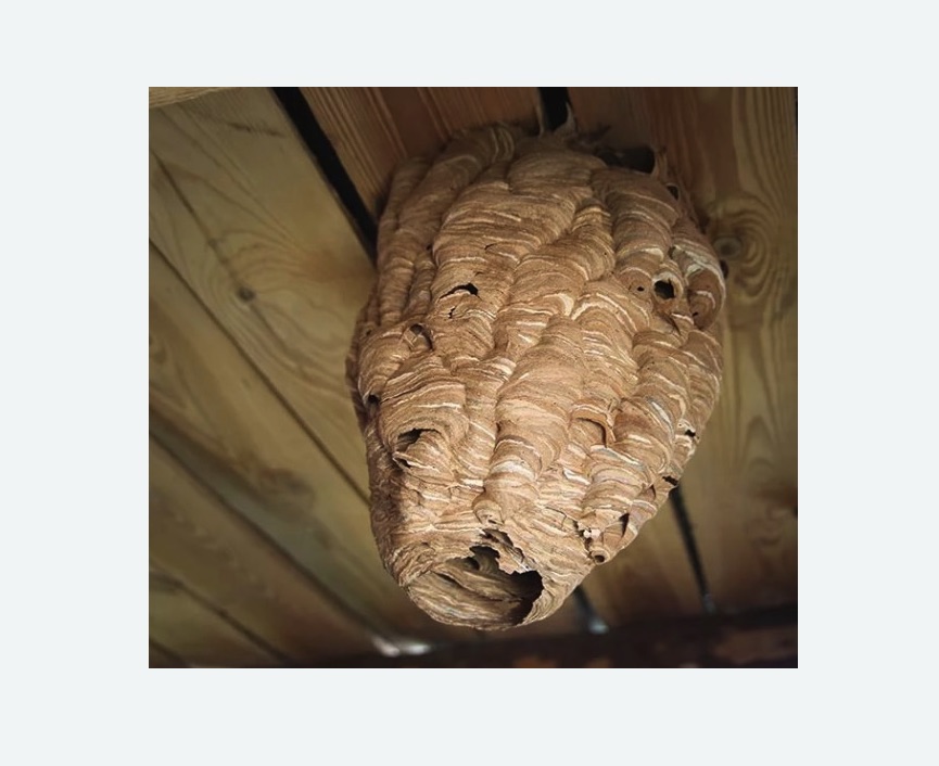 обработка от шершней в Ржеве