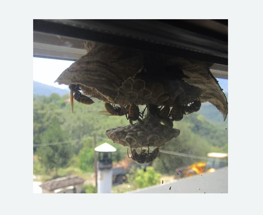 Уничтожение гнёзд шершней в Ржеве