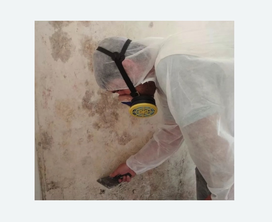 Обработка стен от плесени в Ржеве