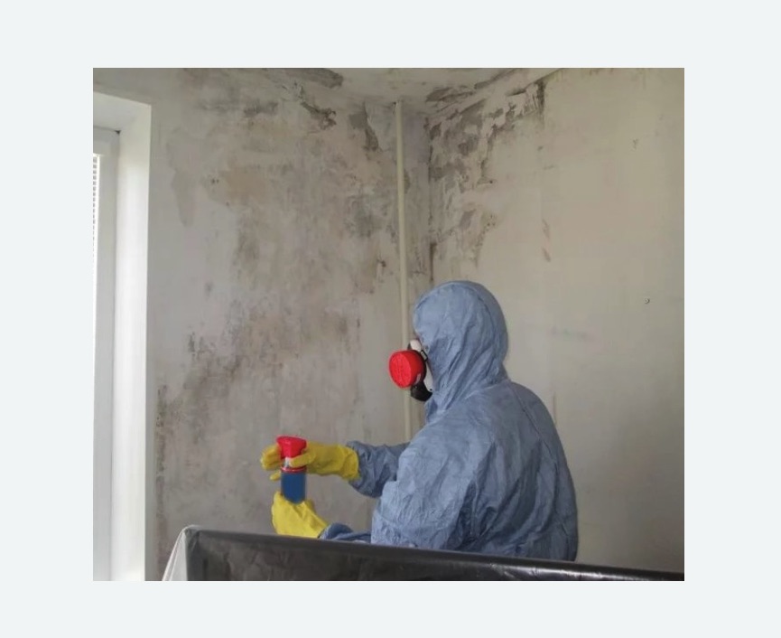 Удаление плесени в квартире в Ржеве