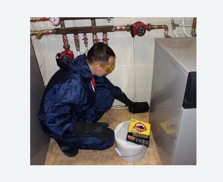 Уничтожение крыс в Ржеве