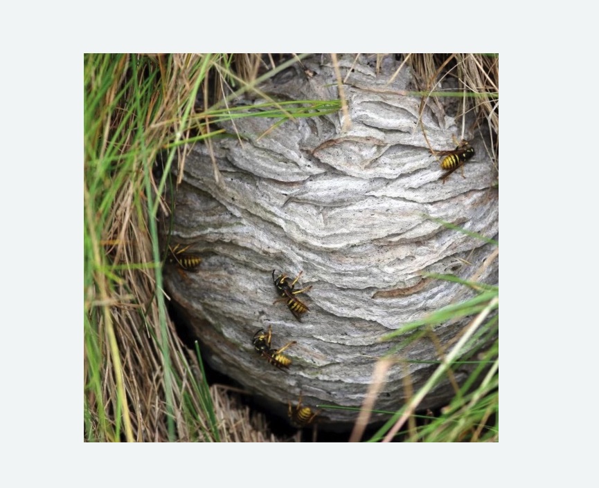 Уничтожение ос и ульев в Ржеве